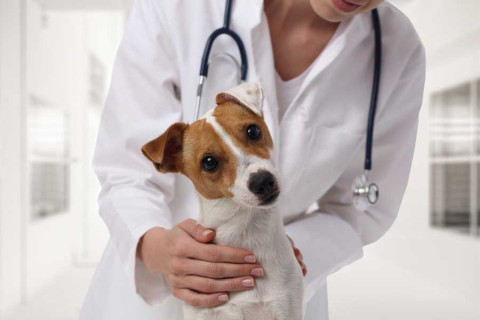 Vakcinačná schéma u psov 