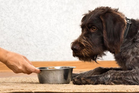 8 zásad správneho kŕmenia Vášho psa 