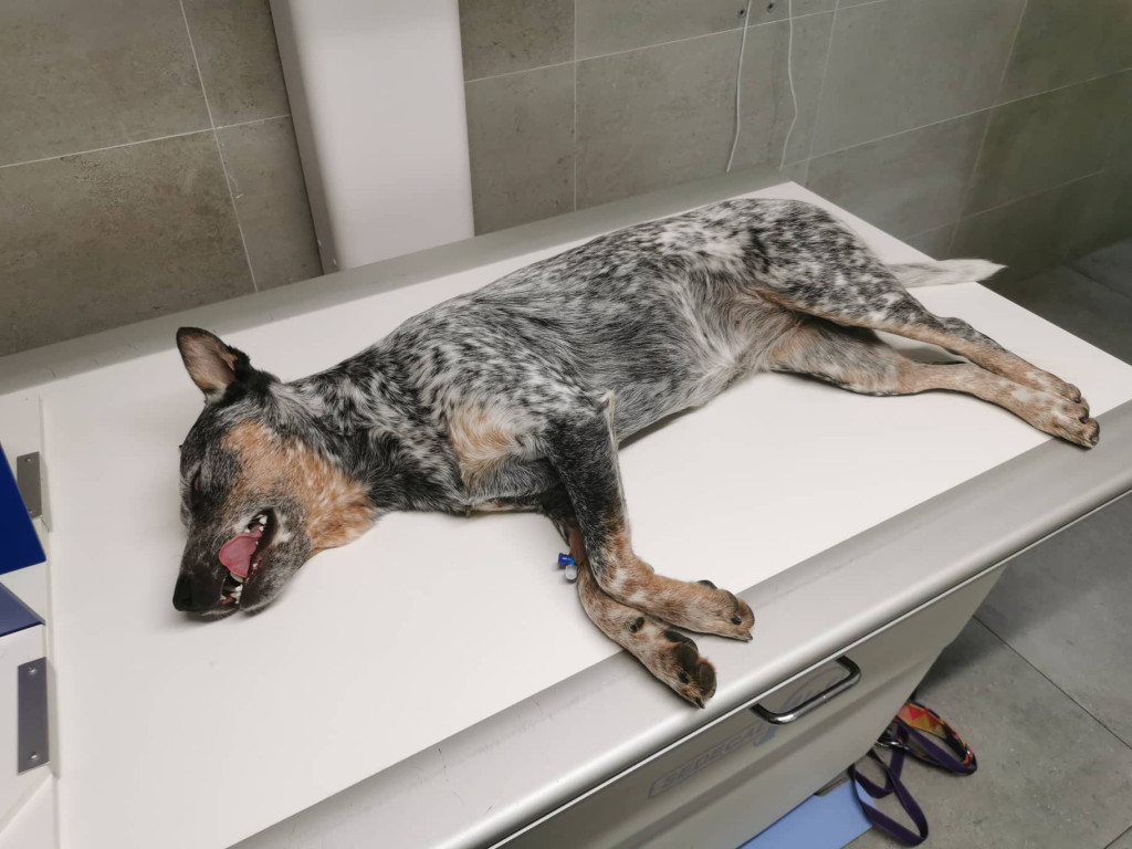 RTG vyšetrenie u psa - DBK, DLK - priebeh vyšetrenia