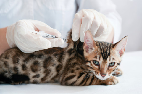 Očkovacia shéma mačiek 