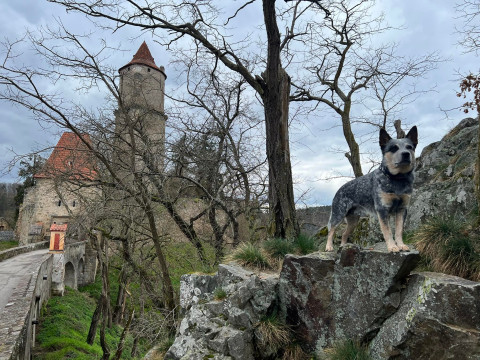 Výlet so psom - Hrad Zvíkov (ČR)