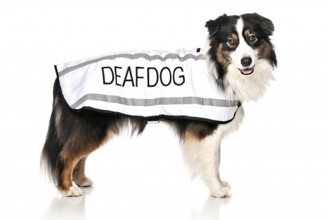 Máme hluchého psa – ako s ním pracovať ?