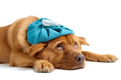 Príznaky bolesti u psa - ako ich spozorovať? 