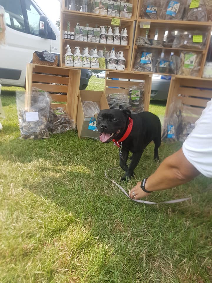 Medzinárodná výstava psů Interdog Bohemia Mladá Boleslav 24-25-08-2019