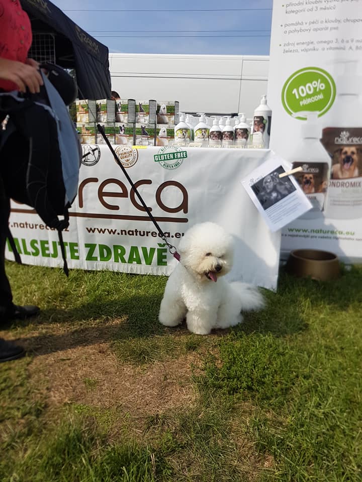 Medzinárodná výstava psů Interdog Bohemia Mladá Boleslav 24-25-08-2019