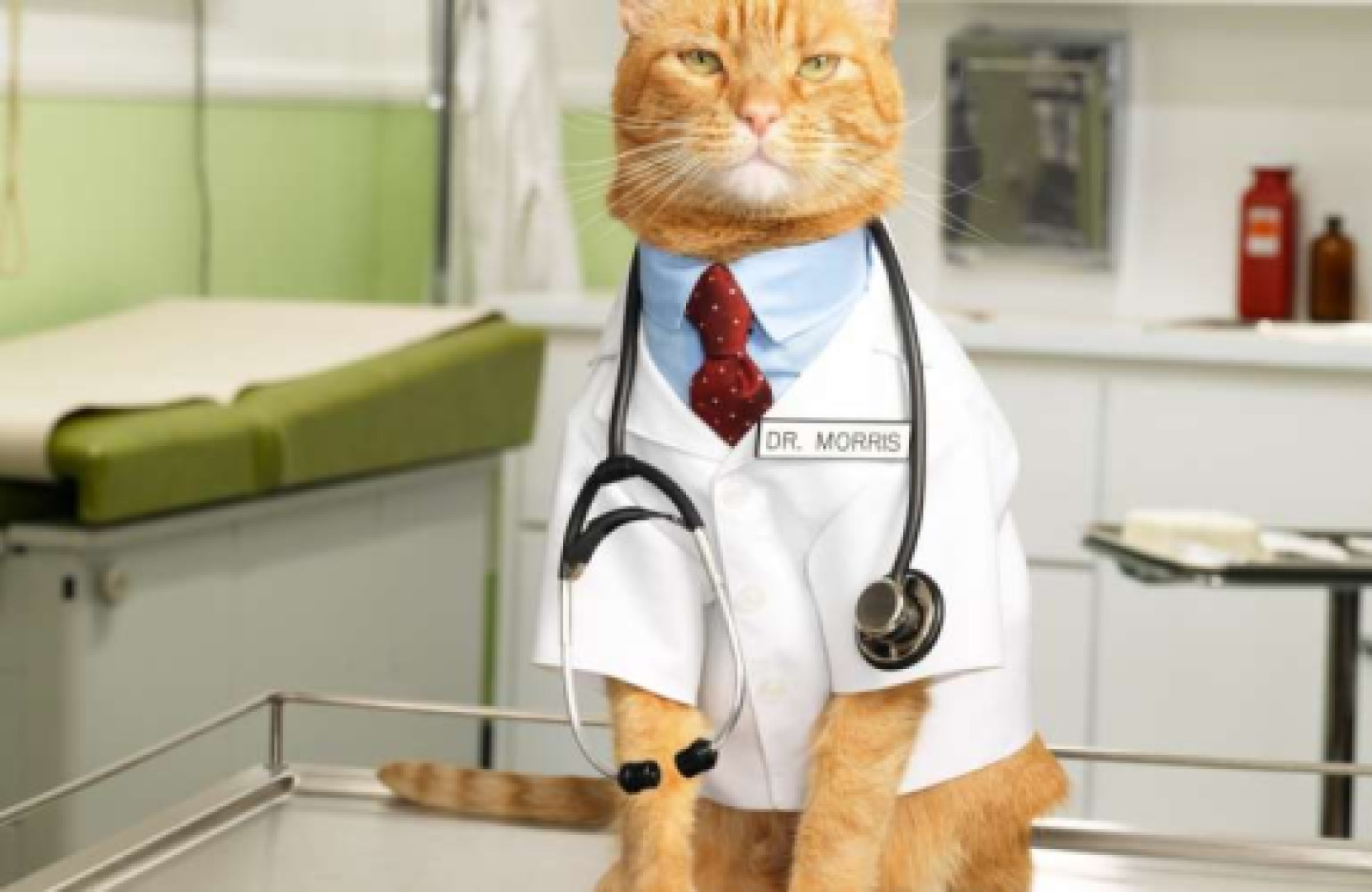 Felinoterapia - keď mačka lieči 