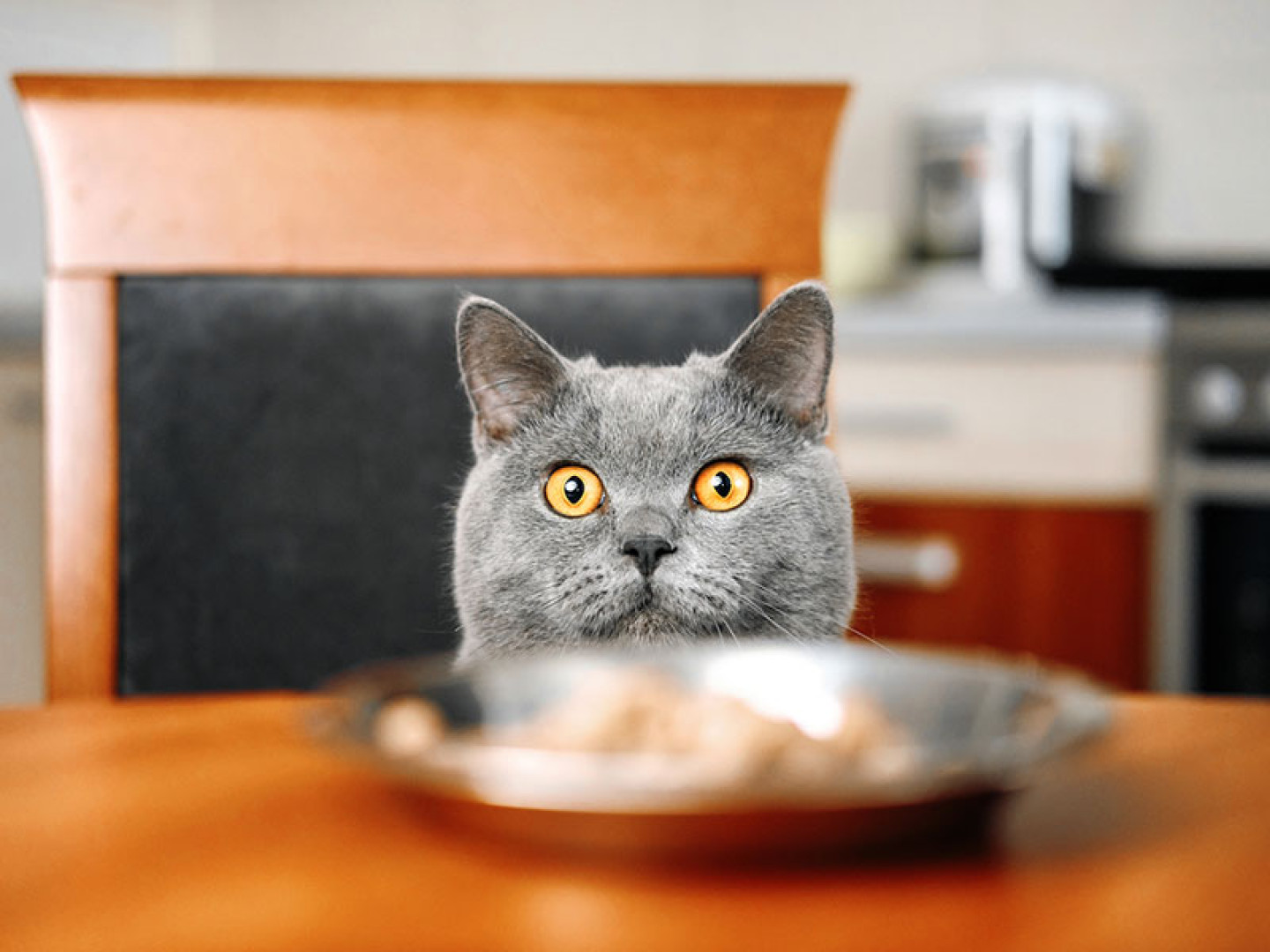 Potraviny nevhodné pre mačku 
