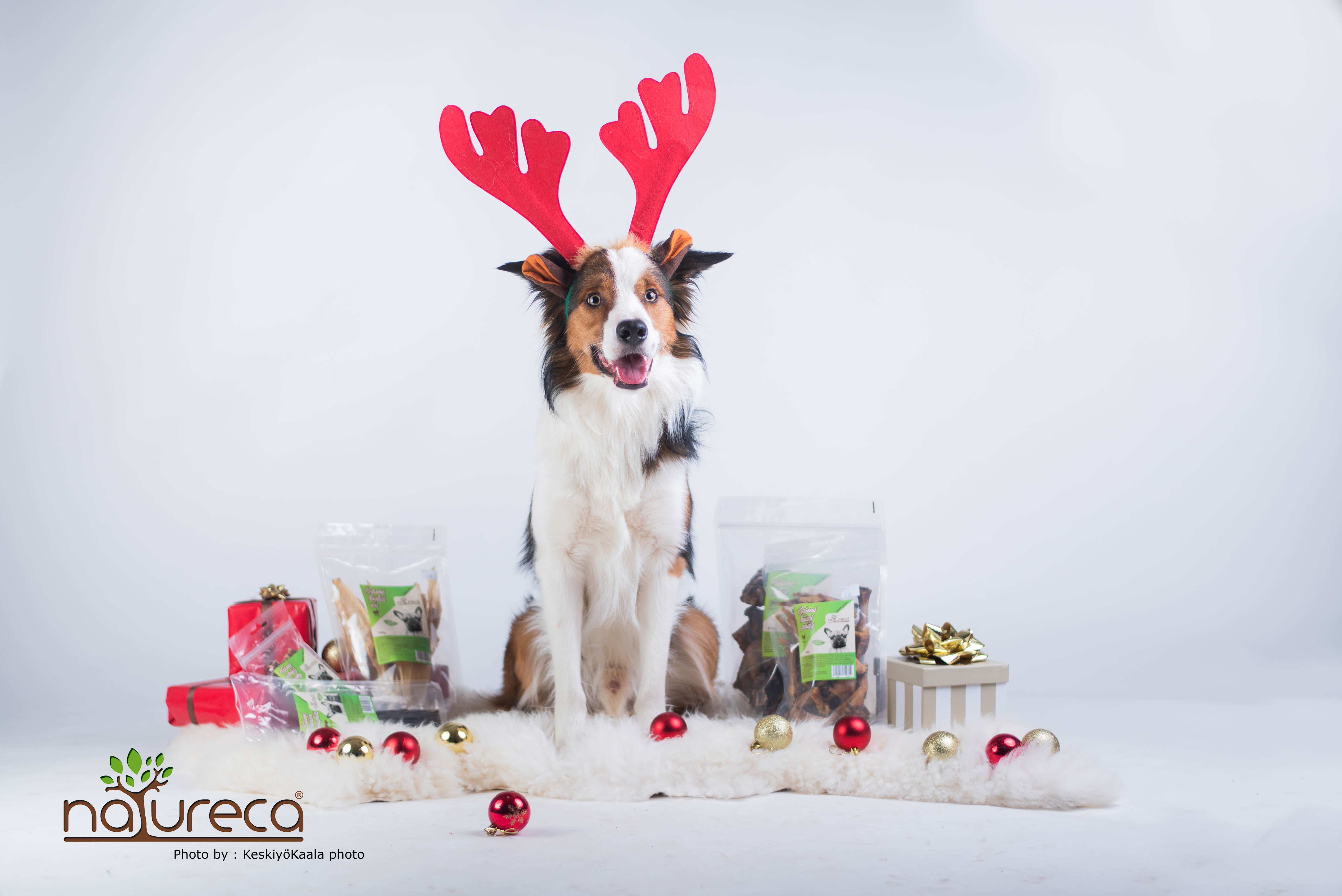 Vánoční DogBox Maxi pro velké psy - 6ks produktů
