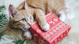 Vánoční KatBox-pro kočky-5ks produktů+vánoční čaj pro páničky